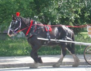 The Frontier Special Amish made biothane or beta DRAFT horse harness