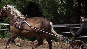 ***Leaders Worldwide*** Tech Poly Harness - Horse Size - Brown ~