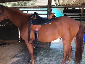 Bob Marshall 17 Inch Endurance Saddle