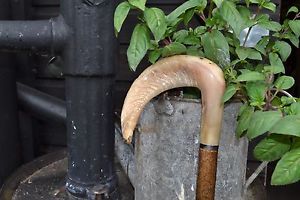 Walking Sticks - Ram's Horn  Market Stick.