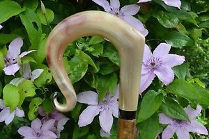 Walking Sticks - Ram's Horn Shepherds Crook.