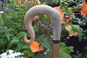 Walking Sticks - Ram's Horn Shepherds Crook.