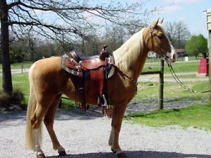 Custom Rick Mayberry Gaited Balanced Ride Western Saddle