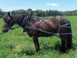 horse driving harness