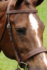 Arc De Triomphe Fox Hunt Bridle Cob