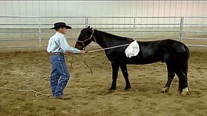 Clinton Anderson Huge Collection- 11 Courses of Horse training DVD Material