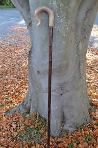 Walking Sticks - Ram's Horn Shepherds Crook.