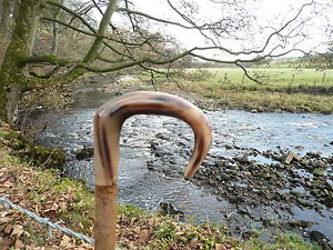 Walking Sticks Cows Horn Market Stick Ladie Lady stick Country Craft plain hazel