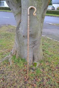 Walking Sticks - Ram's Horn Shepherds Crook.