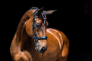 PS of Sweden Paragon Revolution Double Bridle