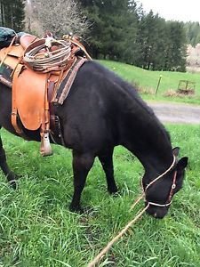 Wade Saddle Shop Made Buckaroo Cowboy Rope Included W/ Cinches , Pulling Collar