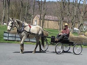 HORSE DRAWN SHOW CART WAGON RUN-ABOUT HOUGHTON FOR HORSE OR LARGER PONY, USED