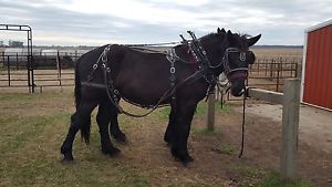 Leather Draft Horse Harness