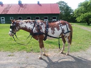 ideal leather marathon horse harness